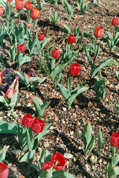 igahro27.jpg - 95517 Bytes