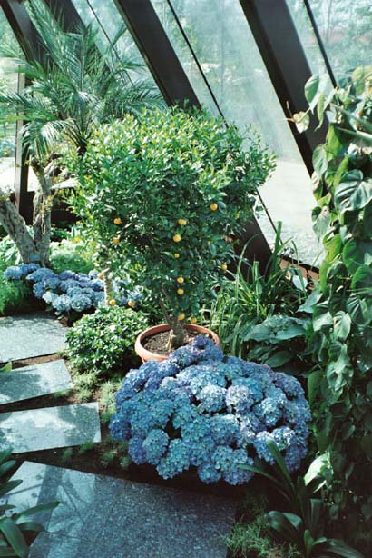 igahro50.jpg - 82046 Bytes