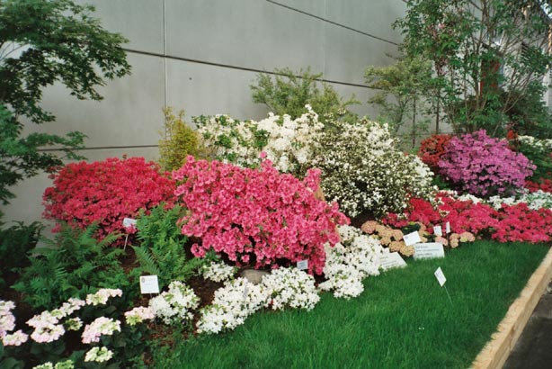 igahro74.jpg - 76233 Bytes