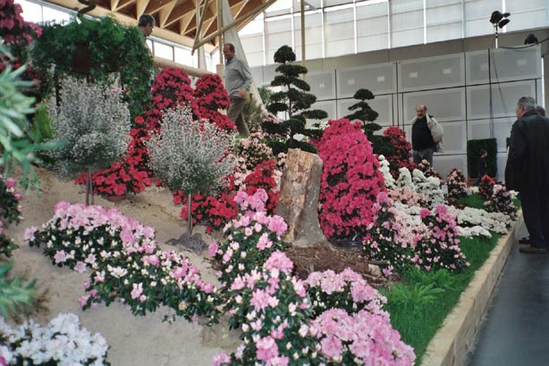 igahro80.jpg - 72856 Bytes