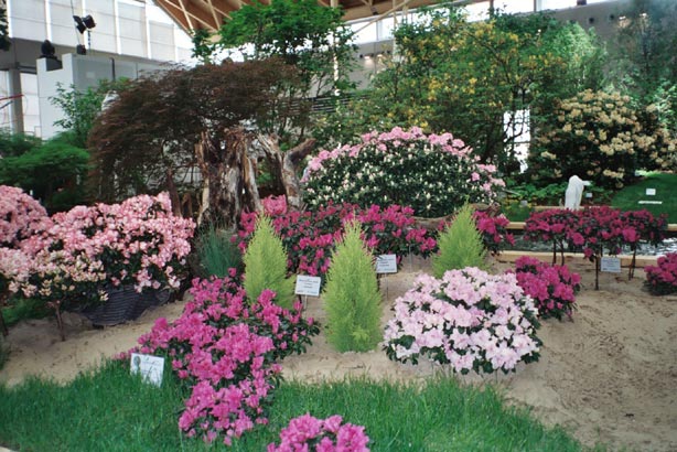 igahro81.jpg - 81898 Bytes