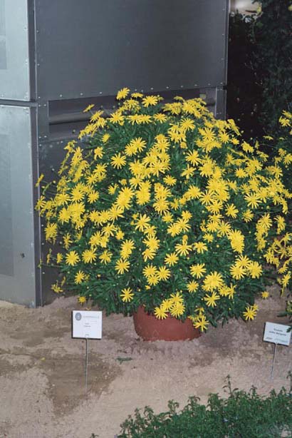 igahro87.jpg - 63629 Bytes