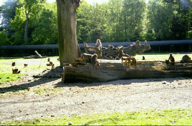 knuthenborg03.jpg - 71877 Bytes