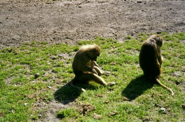 knuthenborg04.jpg - 81898 Bytes