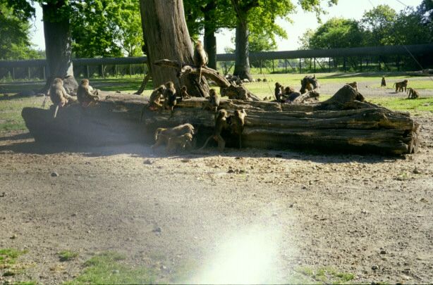 knuthenborg05.jpg - 64201 Bytes