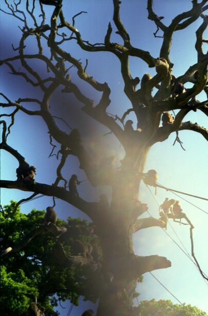 knuthenborg06.jpg - 44624 Bytes