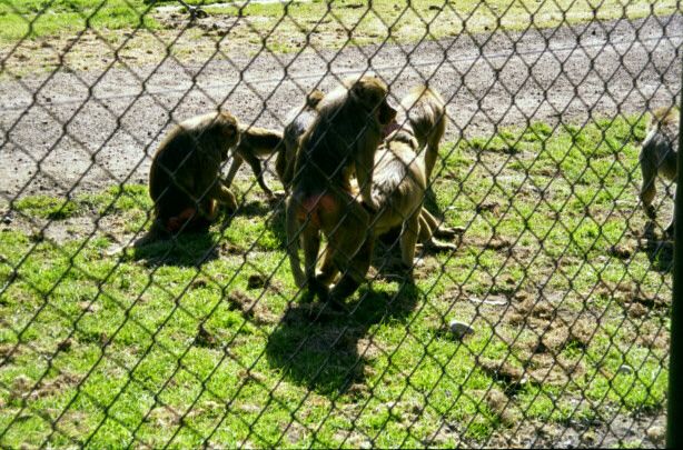 knuthenborg08.jpg - 86742 Bytes