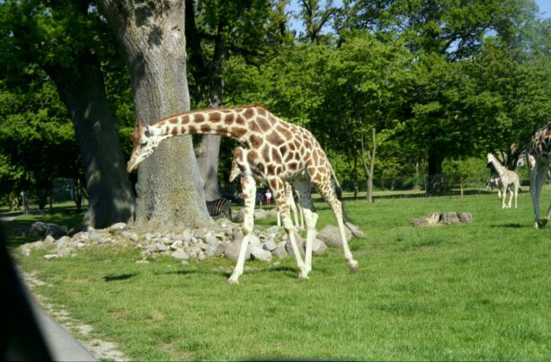 knuthenborg14.jpg - 63774 Bytes