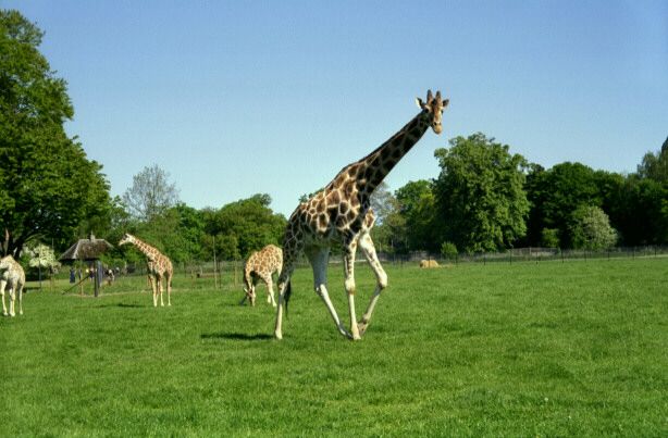 knuthenborg15.jpg - 48020 Bytes