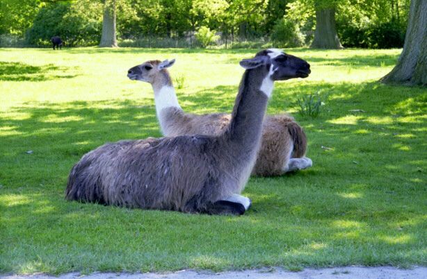 knuthenborg17.jpg - 60633 Bytes