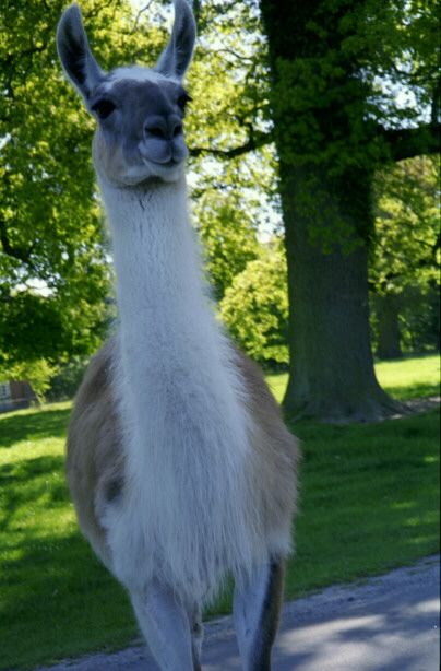 knuthenborg18.jpg - 47552 Bytes