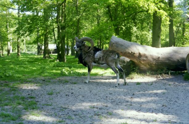 knuthenborg22.jpg - 65127 Bytes