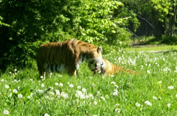 knuthenborg28.jpg - 61056 Bytes