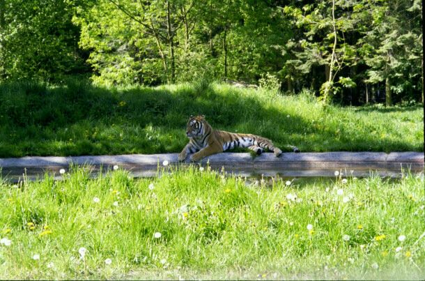 knuthenborg29.jpg - 79752 Bytes