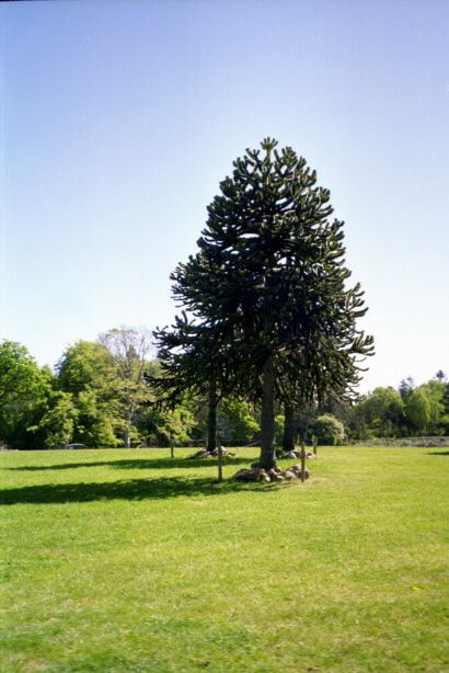 knuthenborg32.jpg - 46319 Bytes