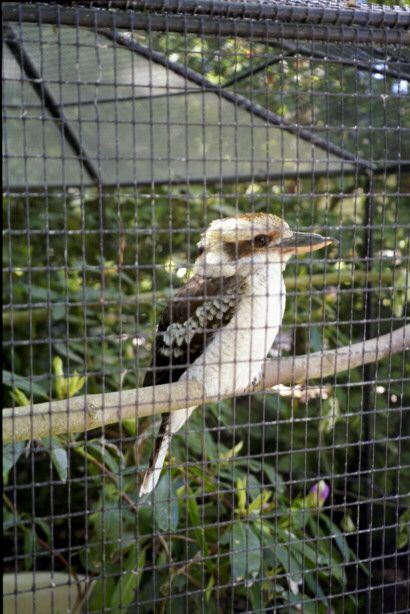 knuthenborg34.jpg - 56265 Bytes