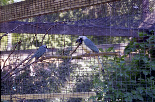 knuthenborg37.jpg - 66977 Bytes