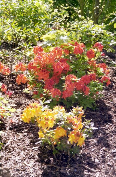 knuthenborg45.jpg - 90892 Bytes