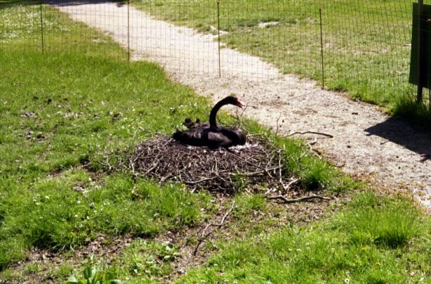 knuthenborg48.jpg - 78215 Bytes