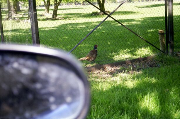 knuthenborg50.jpg - 56168 Bytes